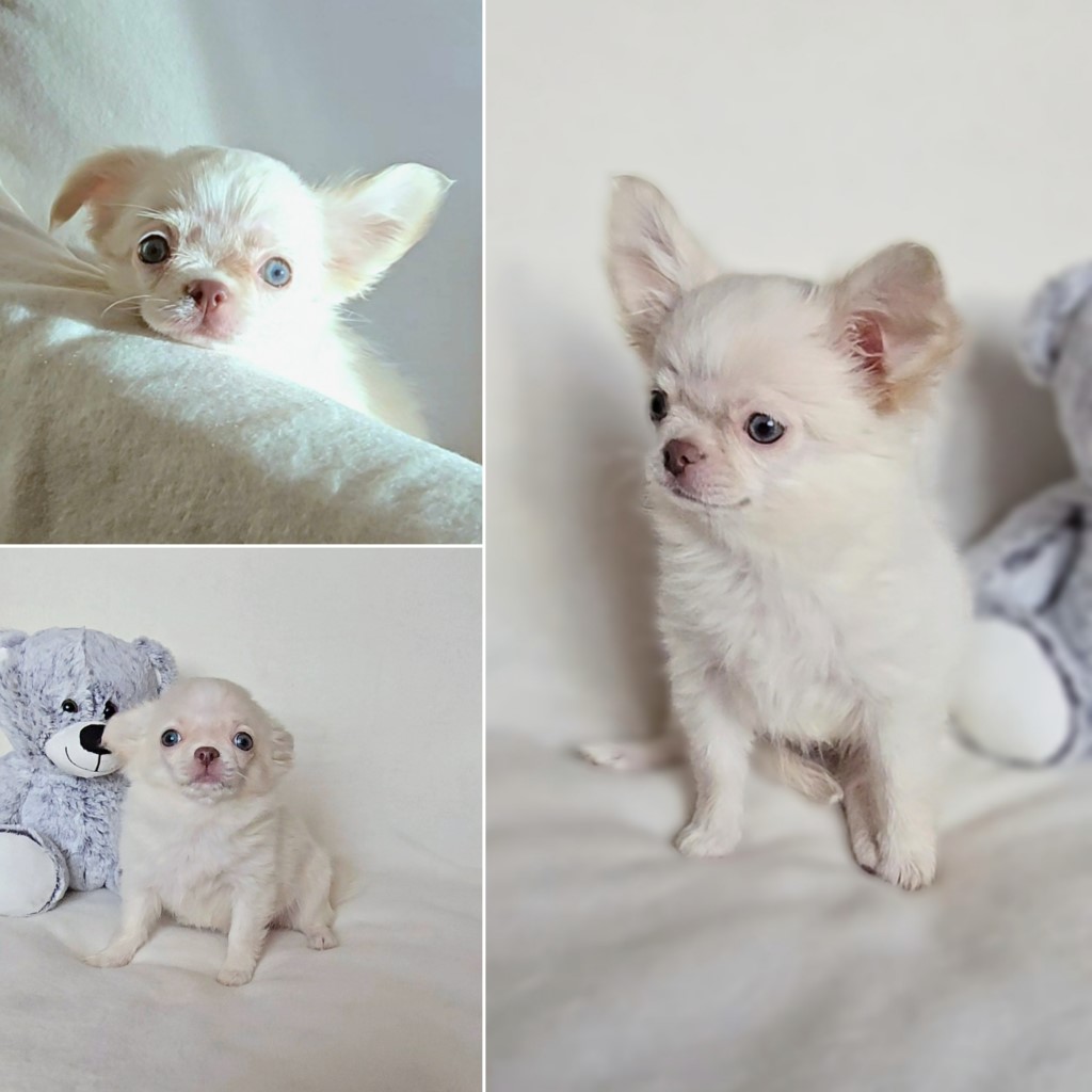 Female blanche (1024)